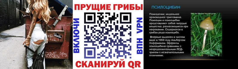 закладки  Омск  Галлюциногенные грибы Cubensis 
